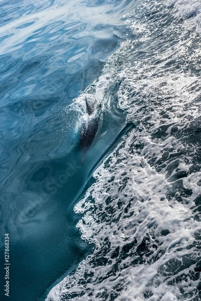 Fototapeta Dolphins, swimming in the ocean