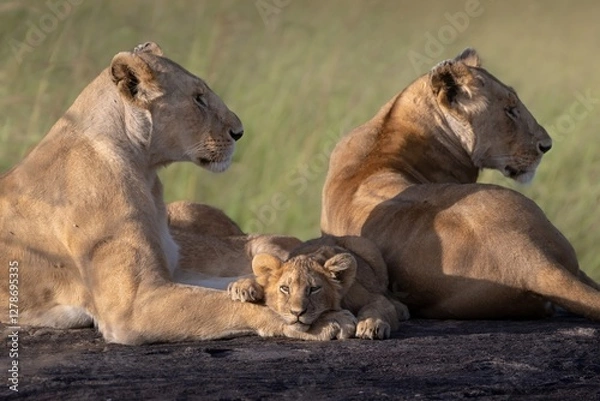 Obraz lioness and cub