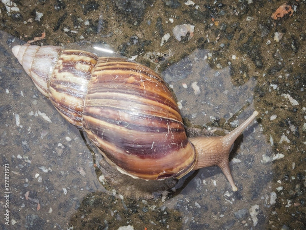 Fototapeta snail