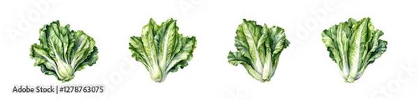 Obraz Vibrant Lettuce Illustration