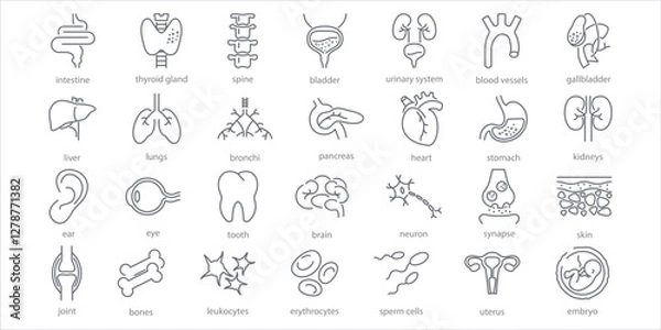 Fototapeta Human internal organs line icons set. Stomach, spine, joint, heart, embryo, bile, lung, dermis, heart, bone, vessels, liver, brain, eye, ear, thyroid gland, kidneys vector illustration
