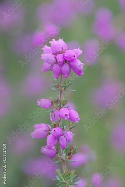 Obraz A close up of pink heather