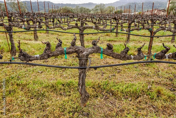 Fototapeta Grape Vine