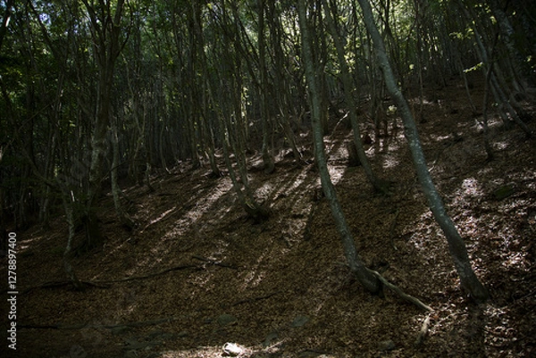 Obraz Undergrowth.
Beautiful undergrowth with sunlight through the plants.