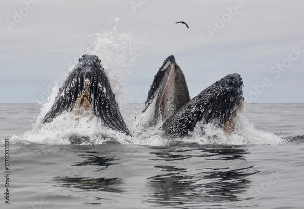 Obraz Humpback whales feeding, breaching
