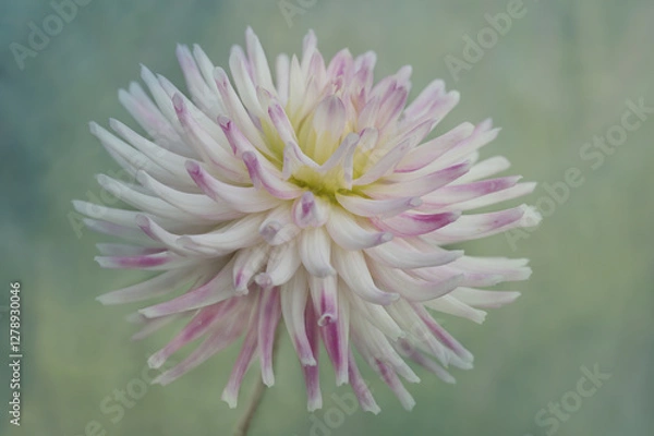 Obraz Large pale pink dahlia
