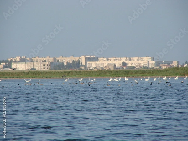 Obraz birds on the beach