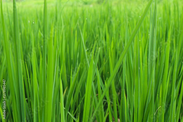 Obraz Vibrant Green Rice Paddy Field