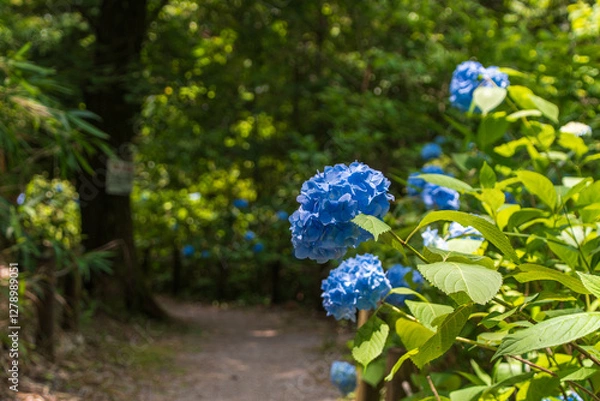 Fototapeta 青いアジサイが咲く木陰の小道