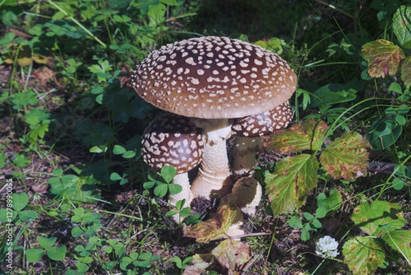 Fototapeta Amanita regalis poisonous mushroom in a wet spruce forest.