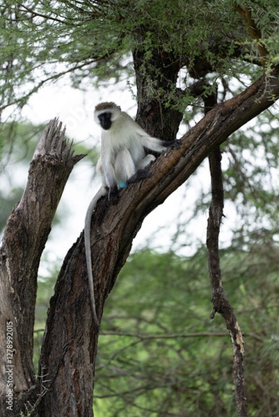 Obraz Monkey on the tree in Africa