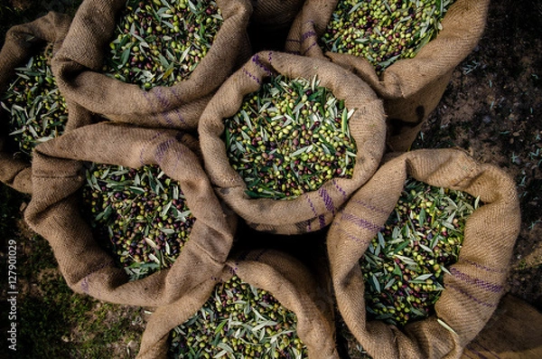 Obraz Harvested fresh olives in sacks in a field in Crete, Greece for olive oil production
