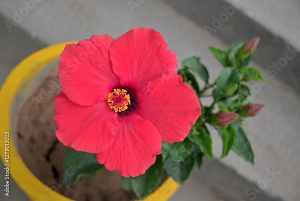 Fototapeta Bright red hibiscus flower with prominent petals and a central yellow and red stamen, growing in a yellow-rimmed pot.