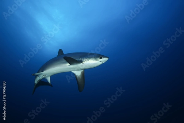 Obraz Dangerous big Shark Underwater safari Egypr Red Sea