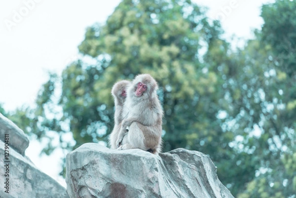 Fototapeta 2頭の猿