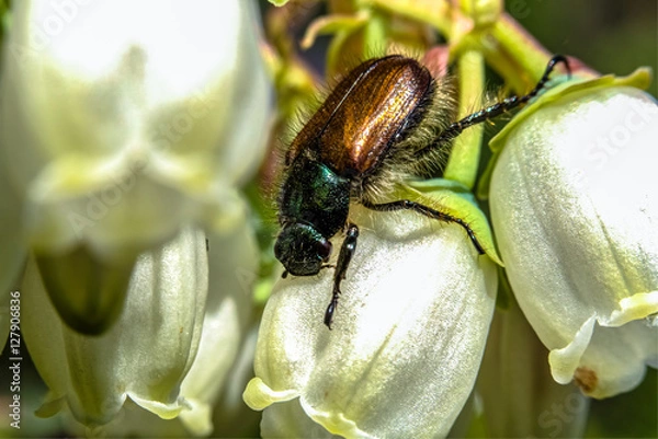 Obraz Phyllopertha horticola