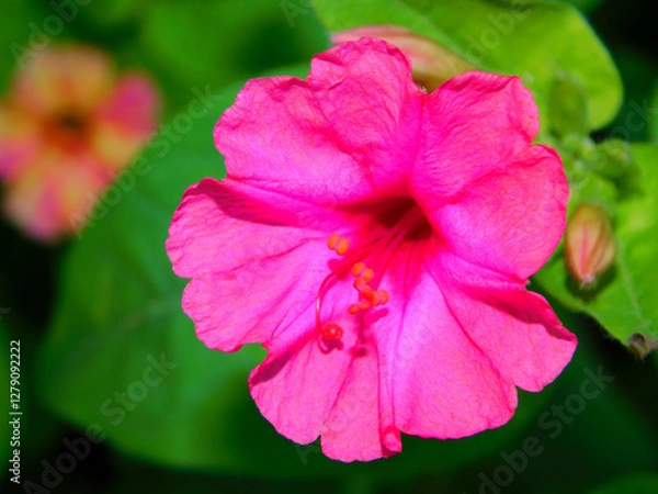 Fototapeta Mirabilis jalapa flower on macro