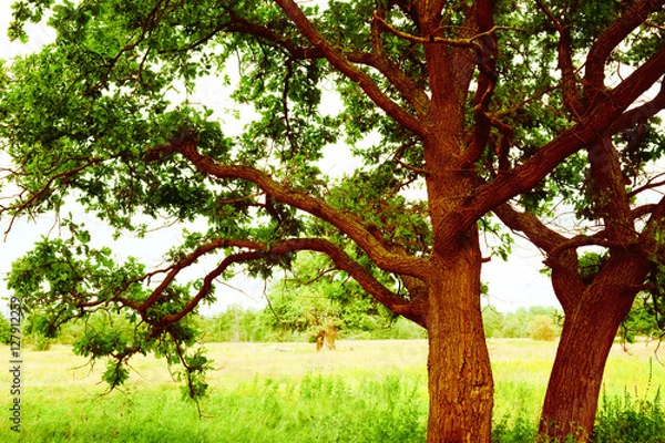 Fototapeta oak   in sunlight in the morning