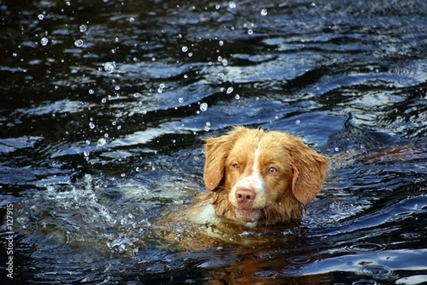 Obraz frisco wird betropft