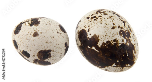 Obraz quail eggs