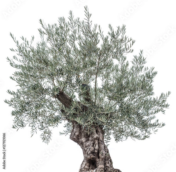 Obraz Drzewo oliwne. Izolowany obiekt.