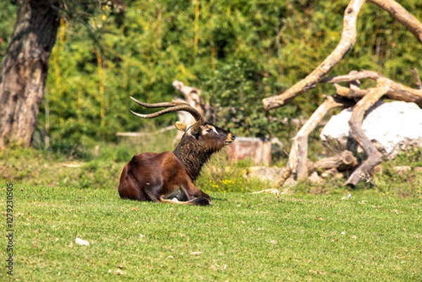 Fototapeta liegende Antilope auf einer Weide