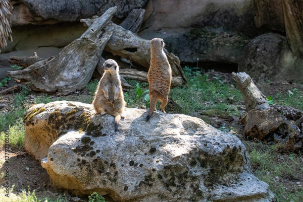 Fototapeta zwei süße erdhörnchen bei der beobachtung