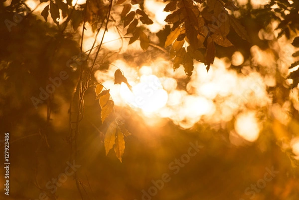 Obraz 夕陽と紅葉