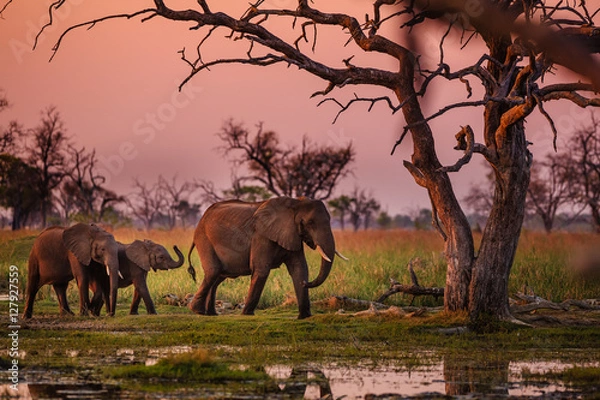 Obraz Elephants in Moremi National Park - Botswana