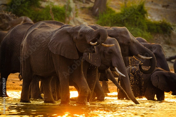 Obraz Elephants in Chobe National Park - Botswana