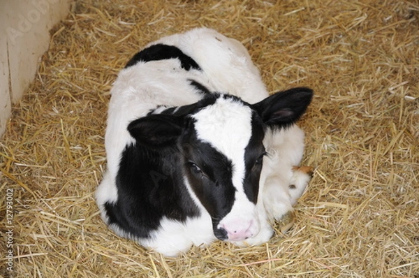 Fototapeta Kälbchen