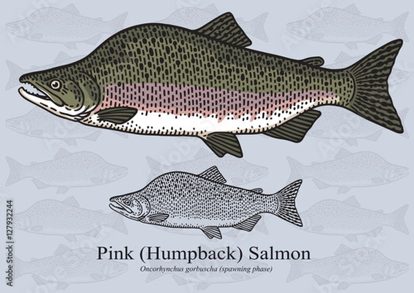 Fototapeta Pink Salmon, Humpback Salmon (Spawning phase). Vector illustration for artwork in small sizes. Suitable for graphic and packaging design, educational examples, web, etc.
