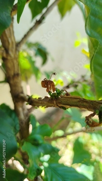 Obraz grão de café verde - coffee bean