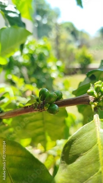Obraz grão de café verde - coffee bean
