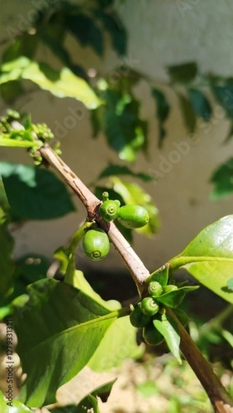 Obraz grão de café verde - coffee bean