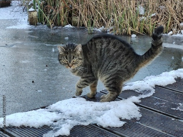Fototapeta Katze im Schnee