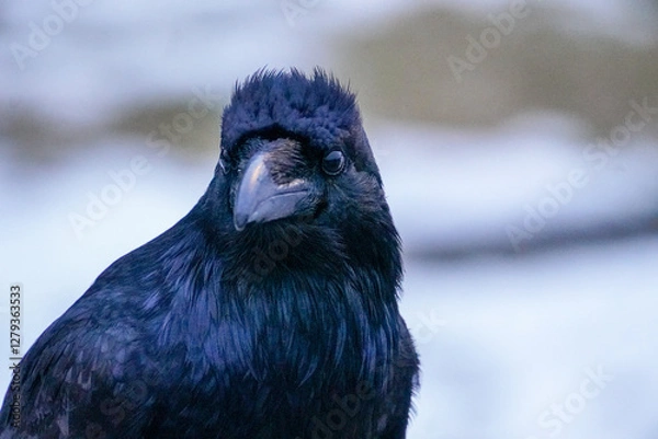 Obraz Alaskan Raven