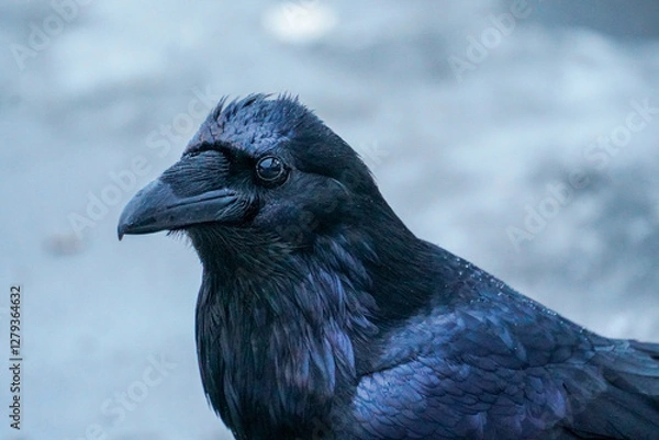 Obraz Alaskan Raven