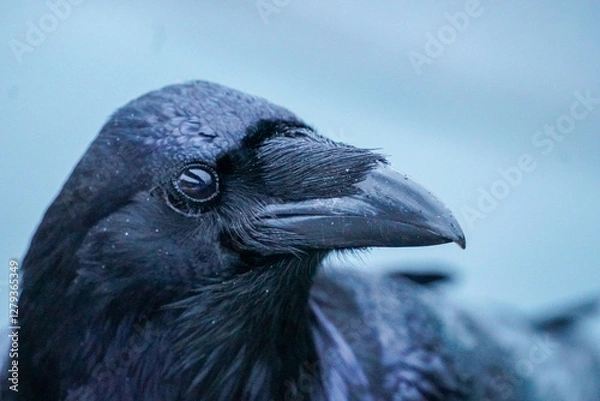 Obraz Alaskan Raven