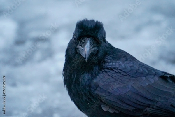 Obraz Alaskan Raven