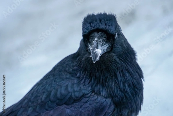 Fototapeta Alaskan Raven
