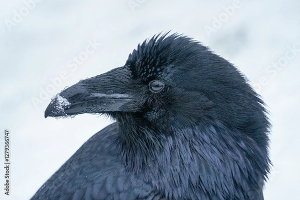 Obraz Alaskan Raven