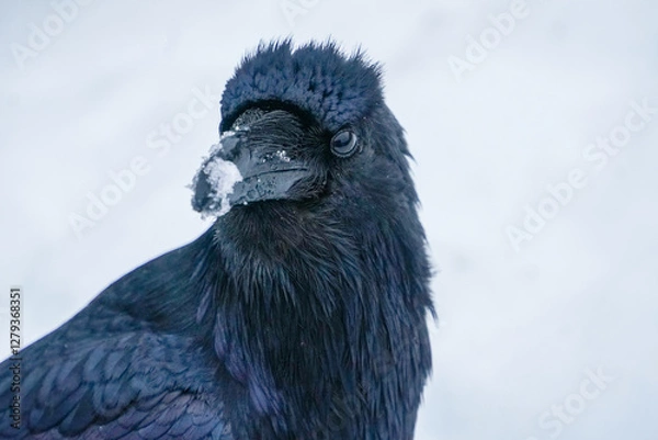 Obraz Alaskan Raven