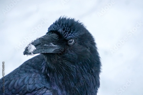 Obraz Alaskan Raven