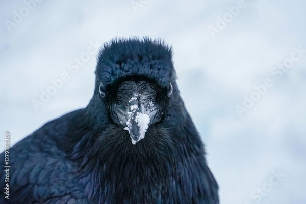 Obraz Alaskan Raven