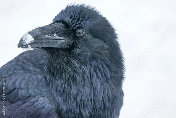 Obraz Alaskan Raven