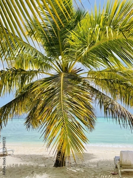 Obraz palm tree on the beach