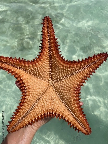 Obraz starfish on the beach