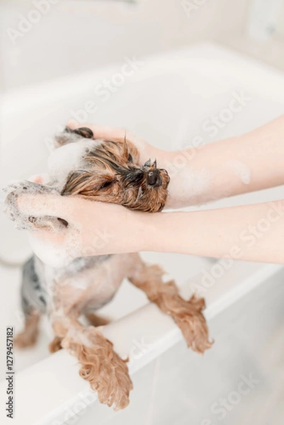 Fototapeta Yorkshire terrier being bathed by gentle hands to maintain hygiene and cleanliness. Water splashes and soap bubbles create a playful yet essential grooming process dog owner grooming