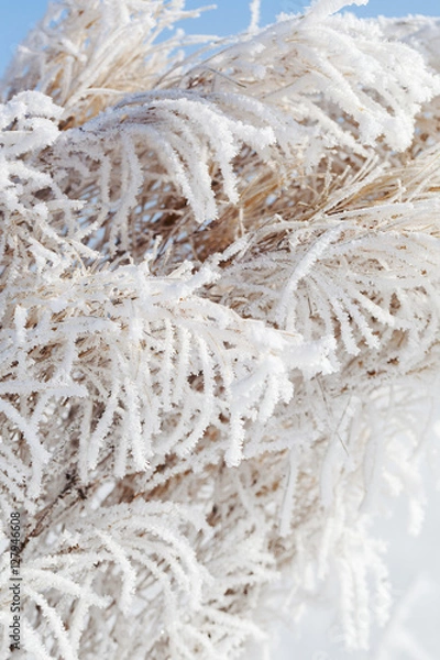 Fototapeta Hoarfrost.